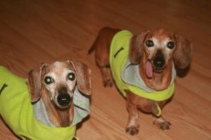 photo of two Dachshunds, Lil Bit and Miss Daisy