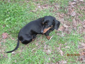 Bama and Peanut need heartworm treatment. These two Doxies need our help!