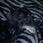 photo of Bobo