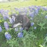 photo of Bobo in the meadow