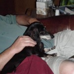 photo of Bobo relaxing on a lap
