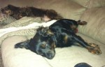 photo of Molly and Weezer napping