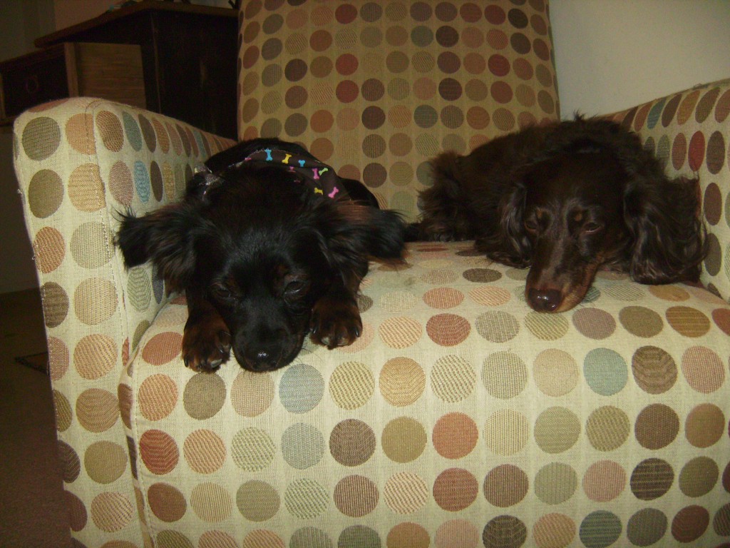 photo of Molly Zee and Weezer