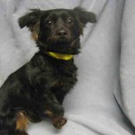 photo of Molly Zee at the shelter