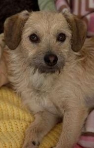 photo of Dexter