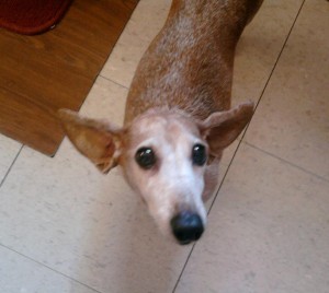 photo of Pappy